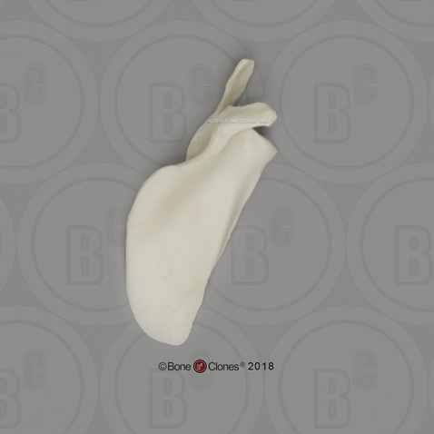 Siamang Scapula