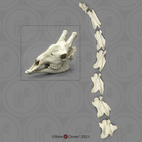 Disarticulated Giraffe Skull and Neck Vertebrae