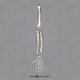 Rhesus Macaque Arm, Disarticulated w/ Disarticulated Hand (no Scapula)