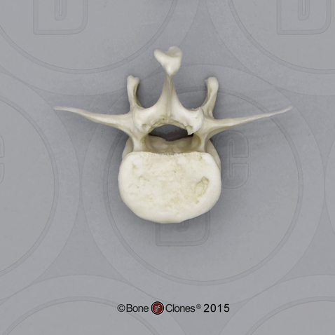 Bonobo Lumbar Vertebra, Single