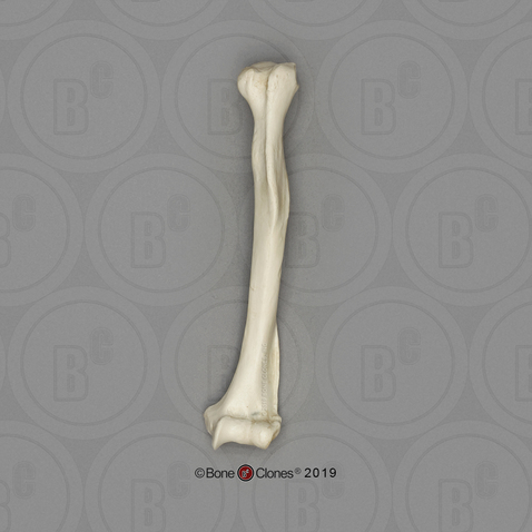 Rhesus Macaque Humerus