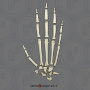 Disarticulated Hand