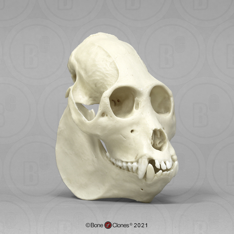 Howler Monkey Skull