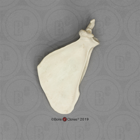 Rhesus Macaque Scapula