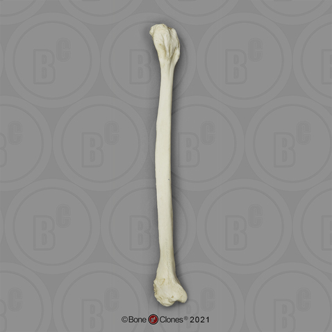 Gorilla Fibula