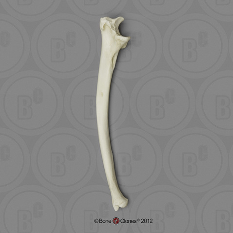 Gorilla Ulna