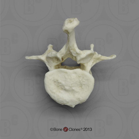 Gorilla Lumbar Vertebra, Single