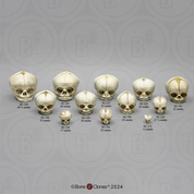 Human Fetal Skulls Set of 12