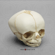 Fetal Human Skull 30 Weeks