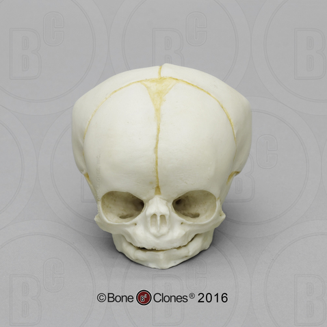 Fetal Human Skull 35 Weeks