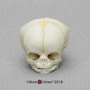 Fetal Human Skull 35 Weeks