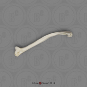 Rhesus Macaque Clavicle