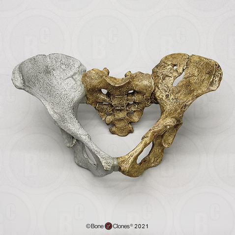 Australopithecus afarensis "Lucy" Pelvis, Articulated