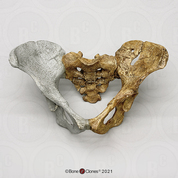 Australopithecus afarensis "Lucy" Pelvis, Articulated