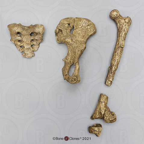 Australopithecus afarensis, "Lucy", Innominate, Sacrum and Femur Set