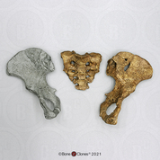 Australopithecus afarensis "Lucy" Pelvis, Disarticulated