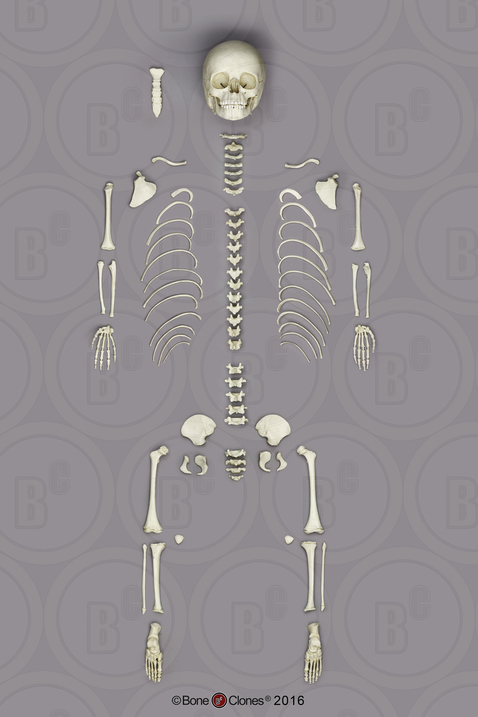 Disarticulated Human Archaic 5-year-old Child Skeleton