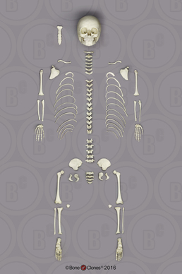 Disarticulated Human Archaic 5-year-old Child Skeleton