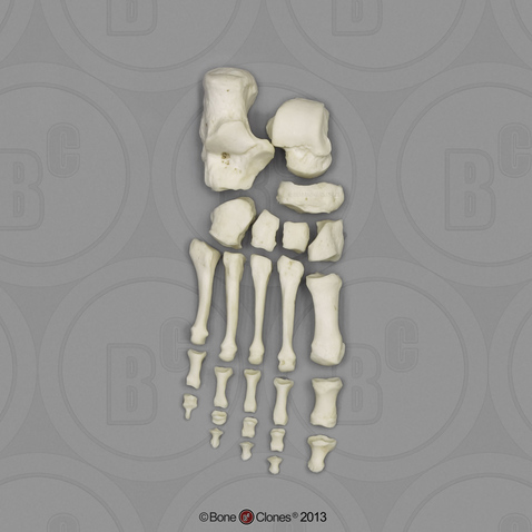 Human Male Asian Robust Foot, Disarticulated