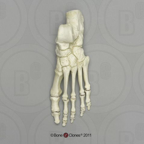 Human Male Asian Robust Foot, Articulated Rigid