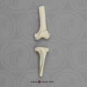 Chimpanzee Knee Joint