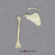 Indri Lemur Humerus, Scapula, Clavicle Set