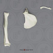 Mandrill Baboon Humerus, Scapula, Clavicle Set