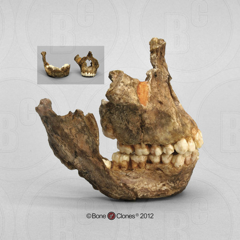 Australopithecus africanus Sts 52