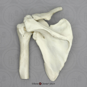 Human Shoulder Joint