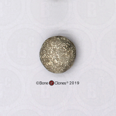 Oldowan Spheroid Tool