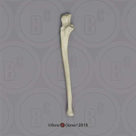 Human Male European Ulna