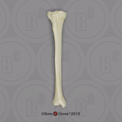 Human Male European Tibia