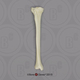 Human Male European Tibia