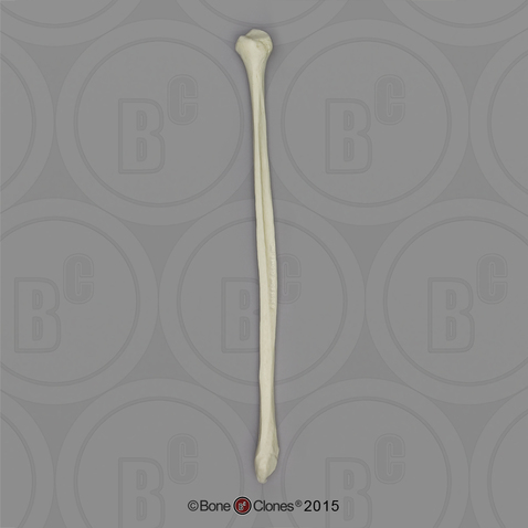 Human Male European Fibula