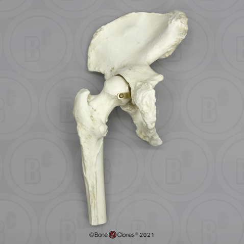 Human Hip Joint