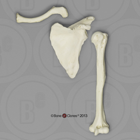 Human Female Humerus, Scapula, Clavicle Set of 3 SC-211-HSC