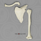 Human Female Humerus, Scapula, Clavicle Set of 3 SC-211-HSC