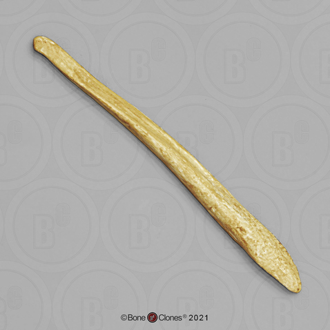 Cave Bear Baculum