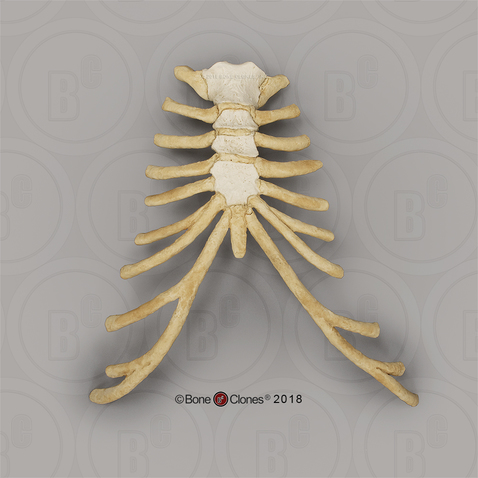 Male Orangutan Thorax Assembly (Sternum and Costal Cartilage)