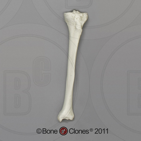 Human Male Asian Robust Tibia