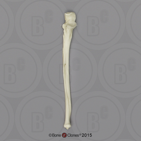 Human Female European Ulna