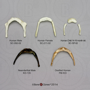 Set of 5 Human Hyoids