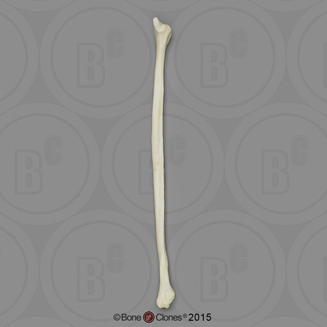 Human Female European Fibula