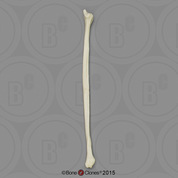 Human Female European Fibula