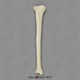 Human Female European Tibia