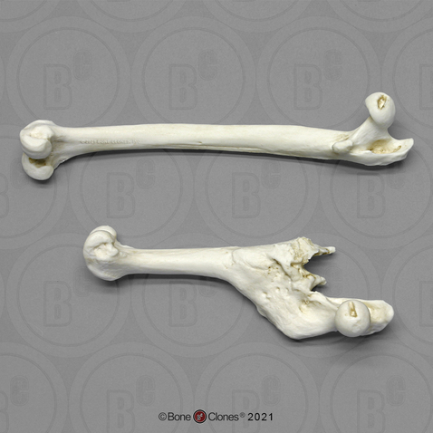 Baboon Femurs Comparative Pathology Set