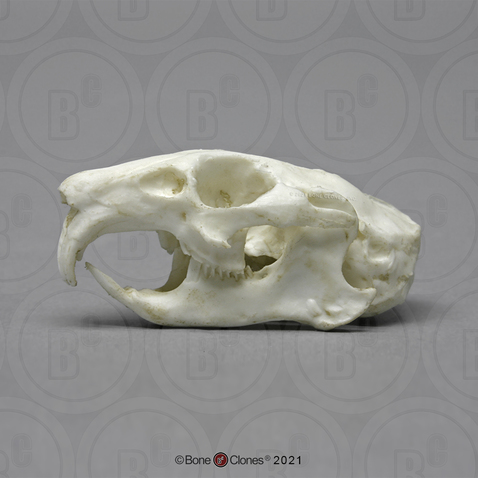 Pika Skull