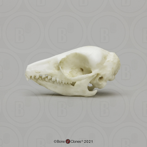 Elephant Shrew Skull