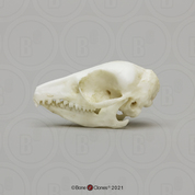 Elephant Shrew Skull