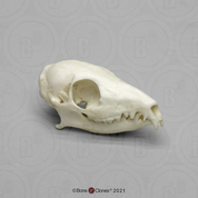 Tree Shrew Skull